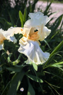 Beyaz ve sarı irisler