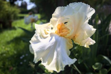 Beyaz ve sarı irisler