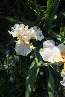 Beyaz ve sarı irisler