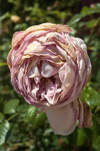 stock image Almost withered pink rose
