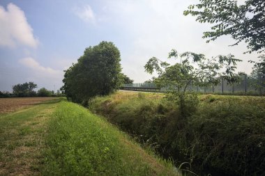 Bir tarladaki ağaçlarla çevrili otlak yolu