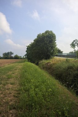 Bir tarladaki ağaçlarla çevrili otlak yolu