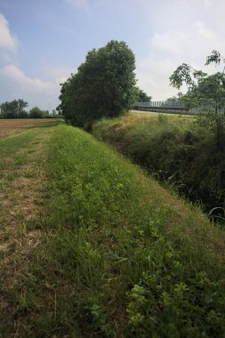 Bir tarladaki ağaçlarla çevrili otlak yolu