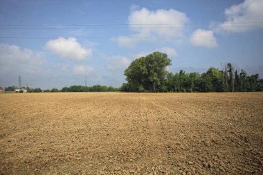 Tarlanın kenarındaki korulukta.