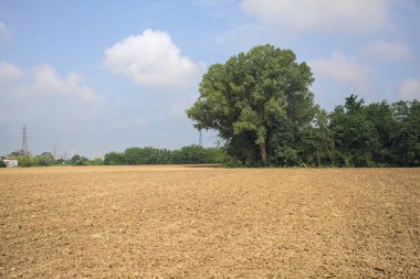 Tarlanın kenarındaki korulukta.