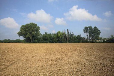 Tarlanın kenarındaki korulukta.