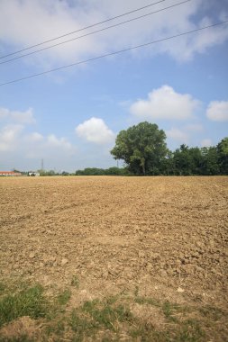 Tarlanın kenarındaki korulukta.