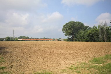 Tarlanın kenarındaki korulukta.