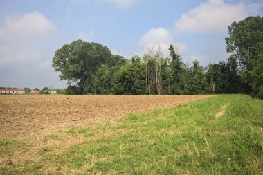 Tarlanın kenarındaki korulukta.