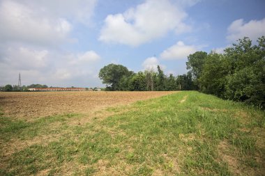 Tarlanın kenarındaki korulukta.