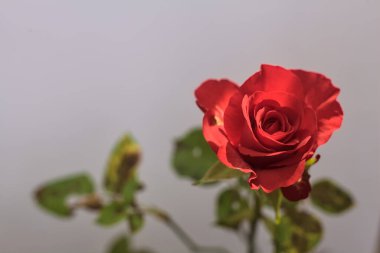 Kırmızı minyatür çiçek açmış