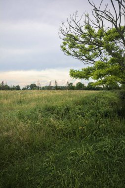 Bulutlu bir günde sahada buğday