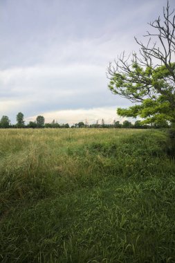 Bulutlu bir günde sahada buğday