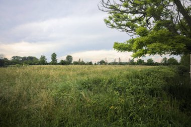 Bulutlu bir günde sahada buğday