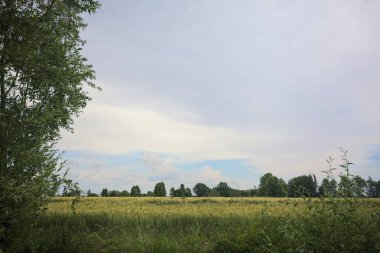 Bulutlu bir günde sahada buğday