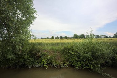 Bulutlu bir günde sahada buğday