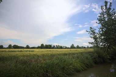 Bulutlu bir günde sahada buğday