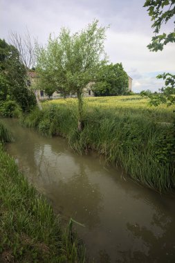 Dere kıyısındaki ağaç
