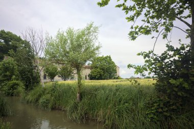 Dere kıyısındaki ağaç