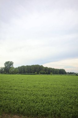 Uzakta bir koruluğu olan ekilmiş bir arazi.