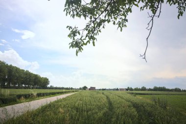 Bulutlu bir günde tarlalar arasındaki dar yol