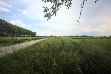 Bulutlu bir günde tarlalar arasındaki dar yol