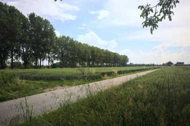 Bulutlu bir günde tarlalar arasındaki dar yol