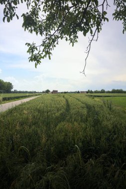 Bulutlu bir günde tarlalar arasındaki dar yol