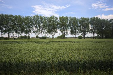 Bir sıra kavak ile sınırlandırılmış buğday tarlası