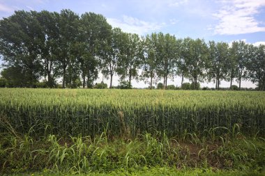 Bir sıra kavak ile sınırlandırılmış buğday tarlası