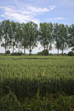 Bir sıra kavak ile sınırlandırılmış buğday tarlası