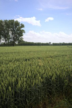Bir sıra kavak ile sınırlandırılmış buğday tarlası