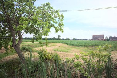 Dere kıyısındaki ağaç