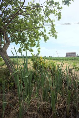 Dere kıyısındaki ağaç