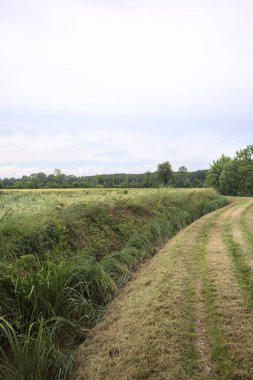 Siperler arasındaki toprak yol