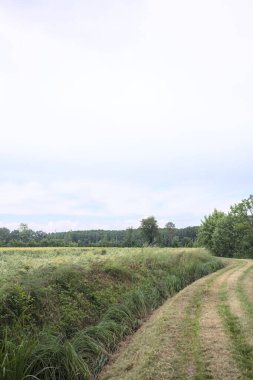 Siperler arasındaki toprak yol