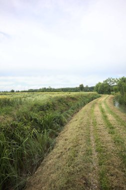 Siperler arasındaki toprak yol
