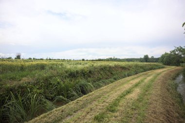 Siperler arasındaki toprak yol