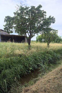 Bir bahçedeki ahır ve ağaçlar