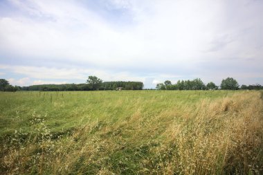 Uzakta bir koruluğu olan ekilmiş bir arazi.