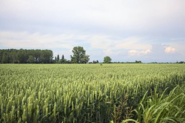 Uzakta bir koruluğu olan ekilmiş bir arazi.