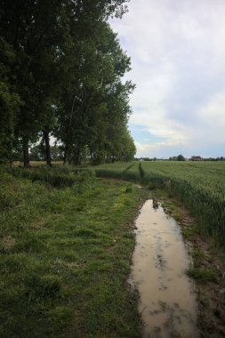 Üzerinde su birikintileri olan otlak yolu.