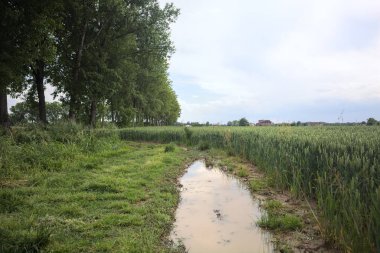 Üzerinde su birikintileri olan otlak yolu.