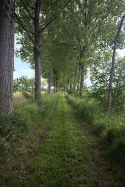 Alanlar arasındaki çim yolu