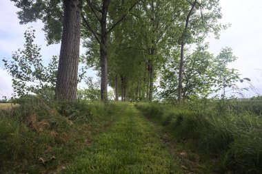 Alanlar arasındaki çim yolu