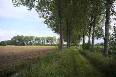 Alanlar arasındaki çim yolu