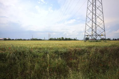 Üzerinde çelik sütunlar olan buğday tarlası