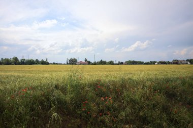 Kenarlarında gelincikler olan buğday tarlası