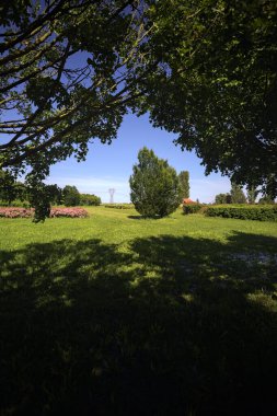 Çimlerde açan çalılar