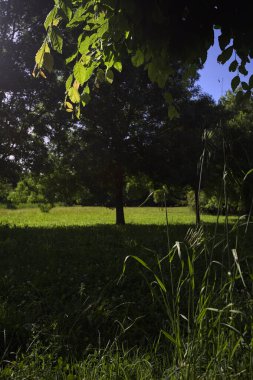 Parkta bir sıra ağaç.